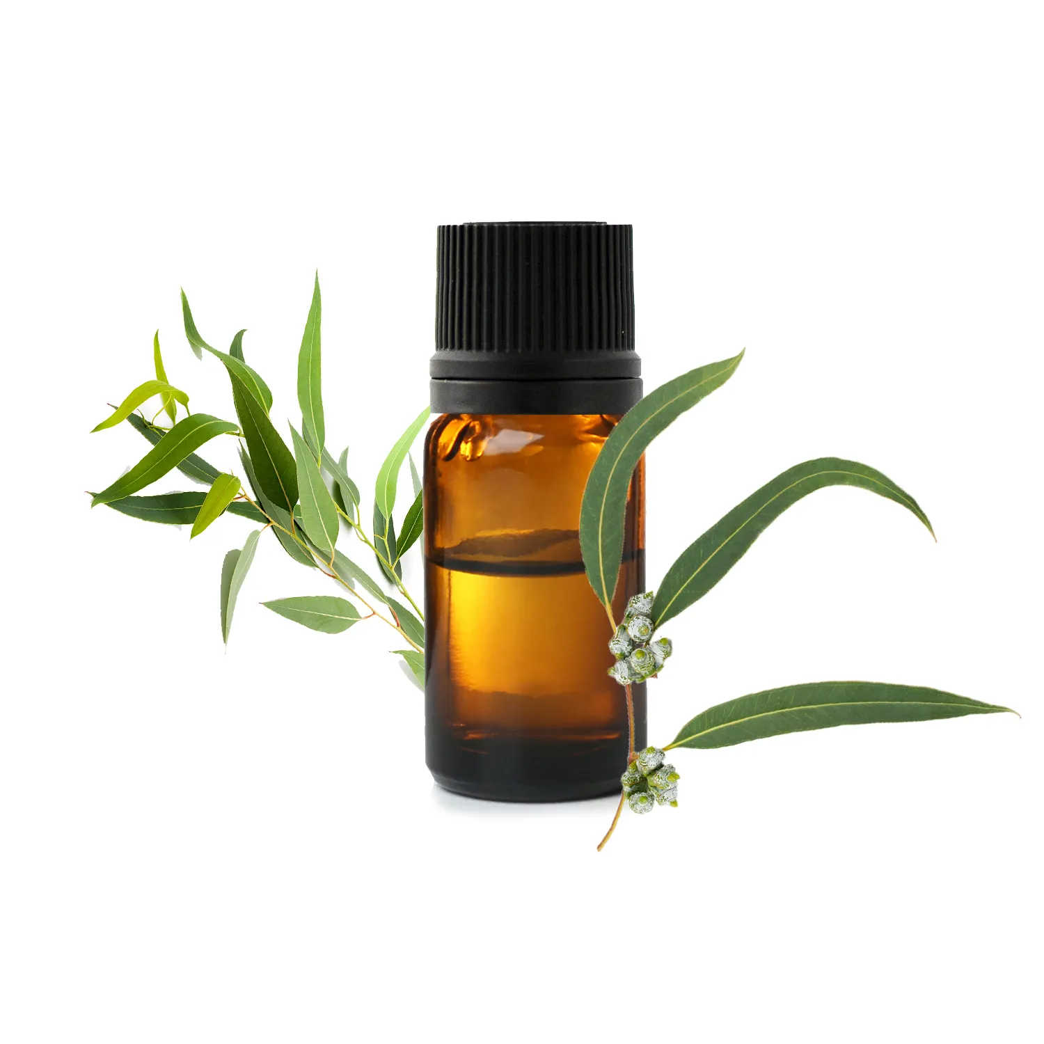 HE d’eucalyptus – propriétés anti-inflammatoire