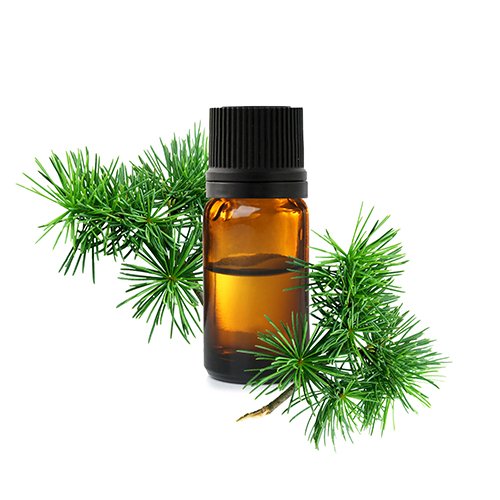 Huile essentielle de cèdre – stimulation circulatoire et effet purifiant