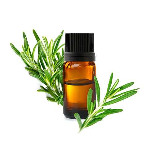 Huile essentielle de romarin – stimulation lymphatique et activation circulatoire
